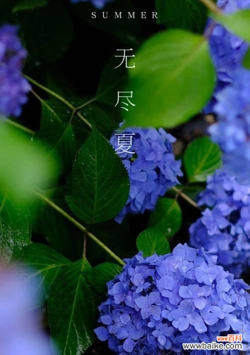 无尽夏的花语和寓意花语是什么意思?如何理解无尽夏的深层含义?