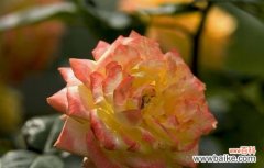 乌鲁木齐市花及其象征意义是什么？