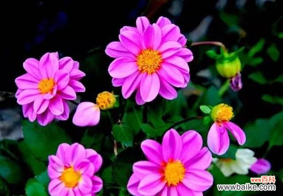 乌鲁木齐市花及其象征意义是什么?