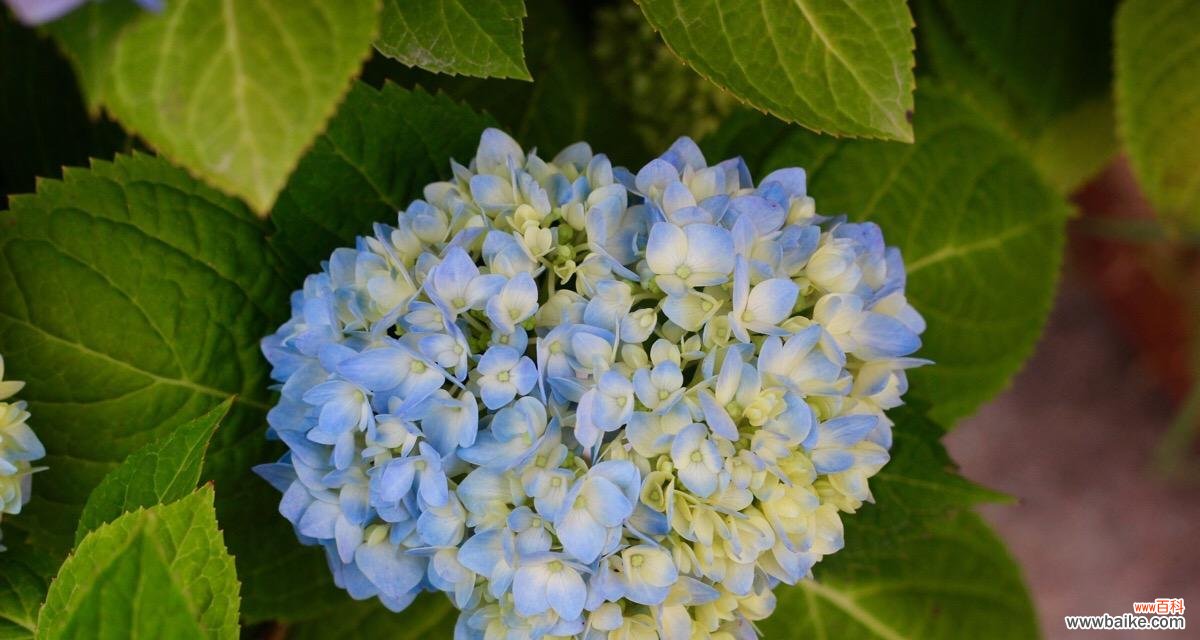 无尽夏的花语是什么？如何正确解读无尽夏的含义？