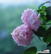 无尽夏的花语是什么？如何正确解读无尽夏的含义？