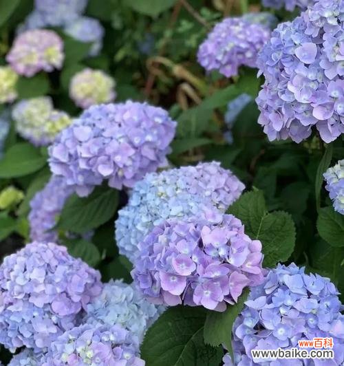 无尽夏的花语是什么？如何正确解读无尽夏的含义？