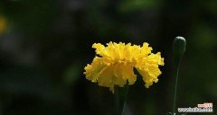 万寿菊代表什么？万寿菊的花语有哪些含义？