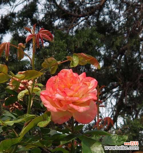 威海的市花是什么？它代表的寓意有哪些？