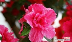 威海的市花是什么？它代表的寓意有哪些？