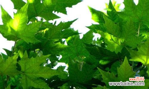 梧桐树象征着什么意义？它有什么特别的含义吗？