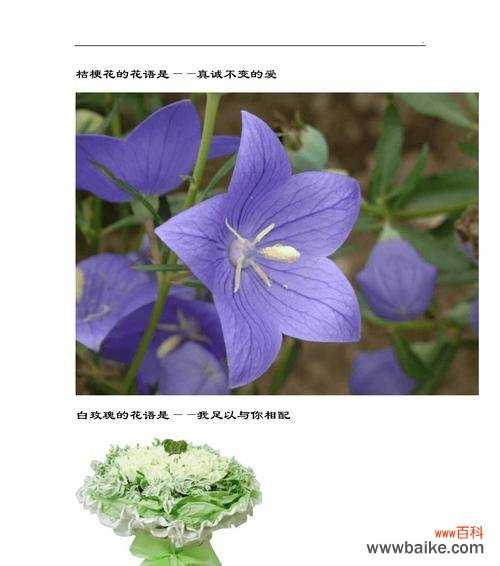 五瓣花的花语和寓意是什么？五瓣花代表了哪些美好祝愿？