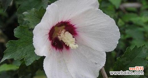 午时花的花语和寓意是什么?午时花象征着什么含义?