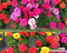 午时花的花语和寓意是什么？午时花象征着什么含义？