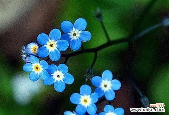 勿忘我花的象征意义是什么？如何正确理解其花语？