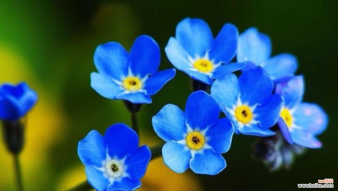 勿忘我花语有哪些？不同颜色的勿忘我代表什么意义？