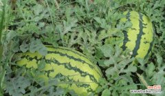 西瓜的象征意义是什么？它有哪些特殊含义？