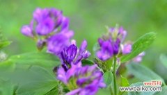 西瓜的花语是什么？西瓜寓意有哪些？