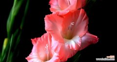 探寻剑兰花的文化内涵与心灵意义 剑兰花的寓意与花语