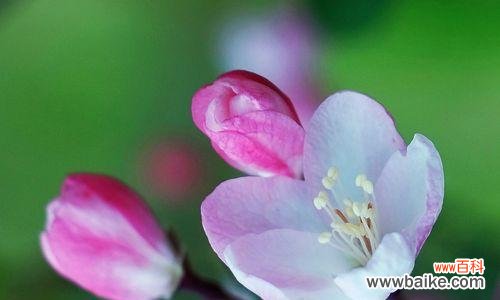 用一朵海棠花传达爱的真谛 海棠花的花语与寓意