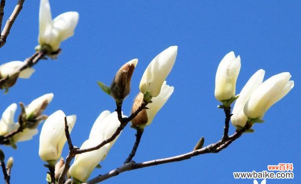 探寻白玉兰的八大象征 白玉兰花语的含义