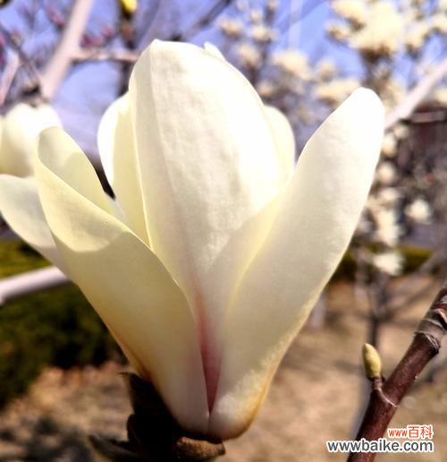 探寻白玉兰的八大象征 白玉兰花语的含义