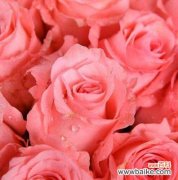 十一朵玫瑰代表的含义及象征 解读十一朵玫瑰的花语