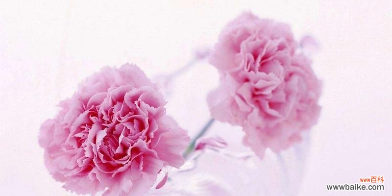 探寻康乃馨的花语和文化内涵 康乃馨——爱与感恩的象征