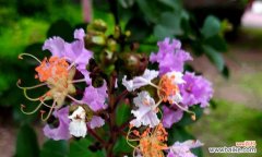 揭示花开花落的真相，探寻人生的意义 紫薇花语的含义