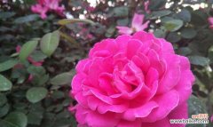 探寻蔷薇花的丰富内涵 蔷薇花的花语与寓意