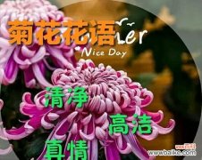 探寻菊花的寓意与象征 菊花的花语