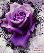 解密紫色花卉的神秘涵义 探寻紫玫瑰的花语