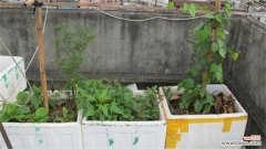 泡沫箱阳台种菜有毒吗