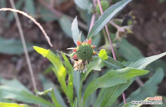 旱莲草能生发吗?旱莲草的作用和功效