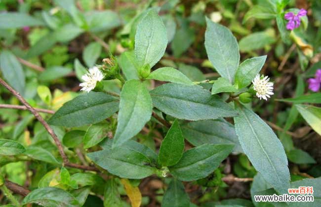 旱莲草能生发吗?旱莲草的作用和功效