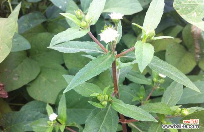 旱莲草能生发吗?旱莲草的作用和功效