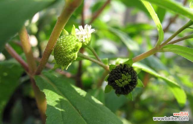 旱莲草能生发吗?旱莲草的作用和功效