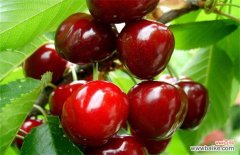 樱珠和樱桃的区别