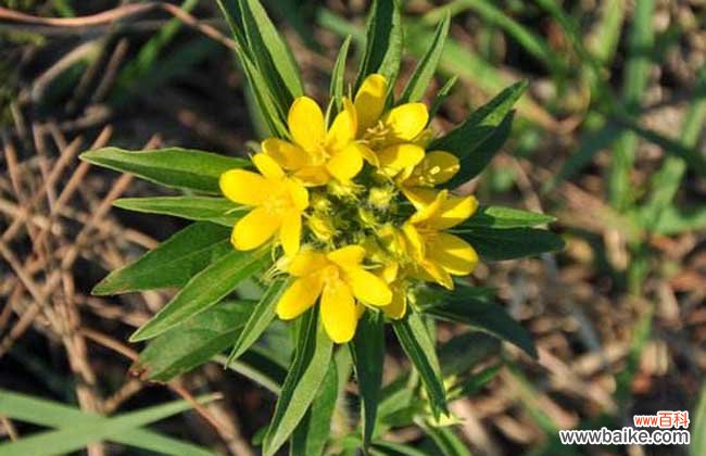 追风伞的功效与作用