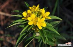 追风伞的功效与作用