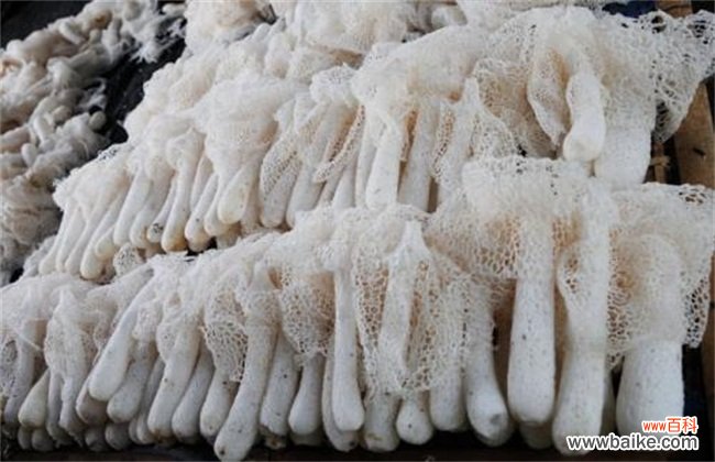 竹荪如何种植？竹荪种植注意事项