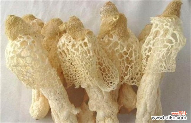 竹荪如何种植？竹荪种植注意事项