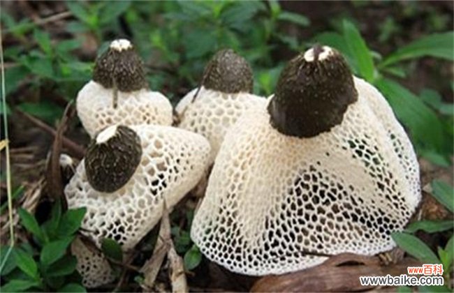 竹荪如何种植？竹荪种植注意事项