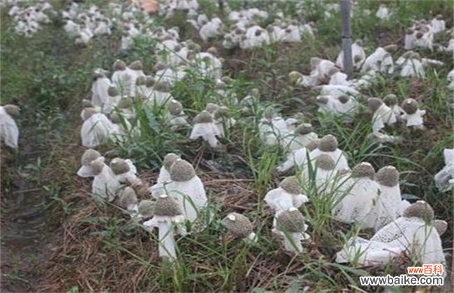 竹荪如何种植？竹荪种植注意事项