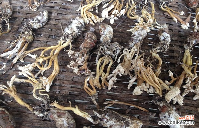 中药材金蝉花的功效与作用