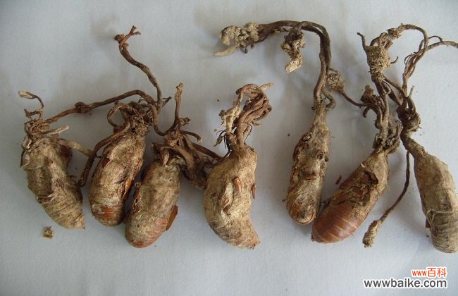 中药材金蝉花的功效与作用