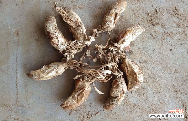 中药材金蝉花的功效与作用