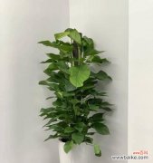 解读白蜡树的吉祥象征与风水学用途 白蜡树的风水寓意与摆放位置