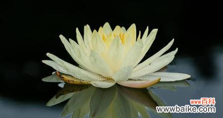 纯洁 白莲花的象征意义