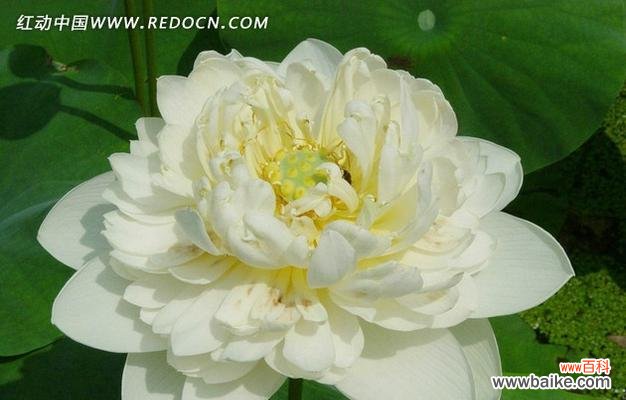 纯洁 白莲花的象征意义