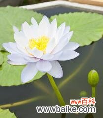纯洁 白莲花的象征意义