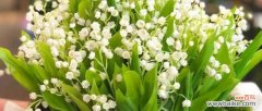 传达真诚 白铃兰花语与寓意