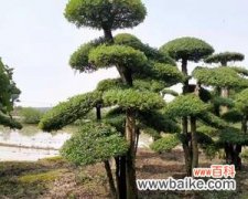 揭秘白蜡树的秘密 白蜡树的风水作用与寓意