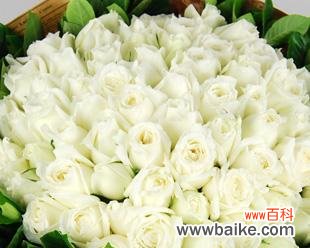 探寻白玫瑰背后的爱情象征 白玫瑰的爱情寓意