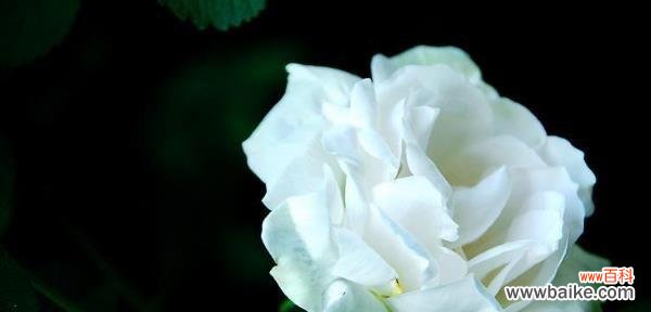 探寻白玫瑰背后的爱情象征 白玫瑰的爱情寓意